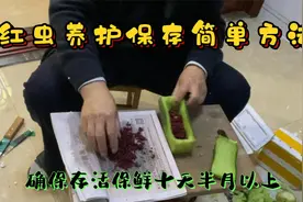 红虫保存养护简单方法，确保存活保鲜半月二十天。视频封面