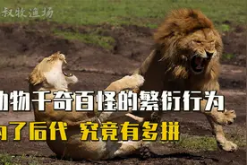 动物千奇百怪的繁衍行为，为了繁衍后代，它们可以有多拼？视频封面