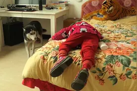 男子把哈士奇暴打一顿，然后离开，它会报复家里的小孩吗？视频封面