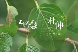 【杜仲】筋骨与安胎都可兼得视频封面