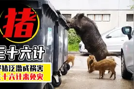 老外用中国的36计，消灭泛滥的600万头野猪，他们用了哪些计谋？视频封面
