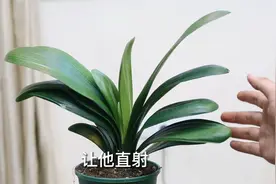 君子兰开花后期怎么养？园艺师教你，君子兰正确打理技巧视频封面