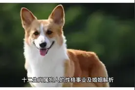十二生肖属狗人的性格事业及婚姻解析视频封面