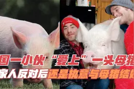 泰国一小伙“爱上”一头母猪，遭家人反对后，还是执意与母猪结婚视频封面