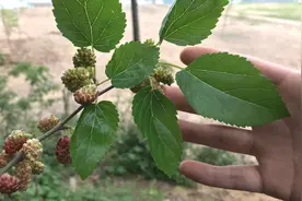 今天才知道，桑叶的用途厉害了，对人有这么多好处，看看吧视频封面