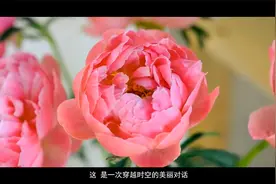 龙池牡丹企业宣传片视频封面