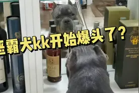 美国恶霸犬KK最近总是喜欢照镜子？脑袋大了？不光呆！还更自恋了