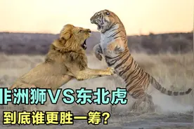 动物之间的王者战斗！非洲狮大战东北虎，到底谁才是真正的霸主？视频封面