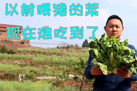 牛皮菜最经典做法，和嫩胡豆搭配简直下饭神器，比回锅肉还要好吃视频封面