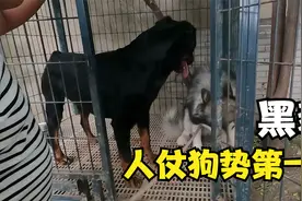 人仗狗势第一人，靠一条罗威纳犬黑豹，称霸整个狗场！视频封面
