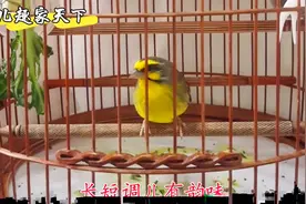 两只大金青颜值高，乖巧听话鸣叫好，观赏听唱真不孬