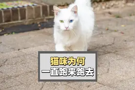 猫咪一直跑来跑去是怎么回事？视频封面