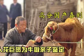 老头花巨款给牛做亲子鉴定，真相让所有人大吃一惊，国产剧情片视频封面