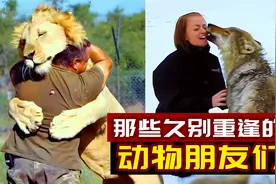 9个与主人久别重逢的动物，你永远不知道它们有多爱你！暖心短片视频封面