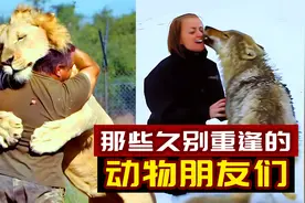 9个与主人久别重逢的动物，你永远不知道它们有多爱你！暖心短片视频封面
