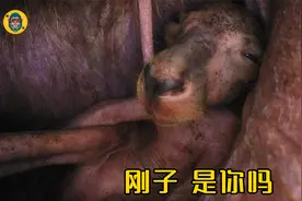 小袋鼠是如何钻进育儿袋的视频封面