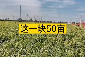 河北农村金秋十月农田里大姜硕果累累丰收在望，比去年价格翻一番