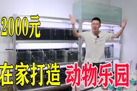 花2000元买了套商用鱼缸，老板送了100多条孔雀鱼，大家看值不值视频封面