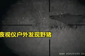 长鼻子野猪下山祸害庄稼，人证物证俱全请求开火视频封面