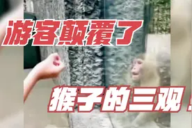 这个女游客太坏了，竟然将动物园里的猴子唬得一愣一愣的视频封面