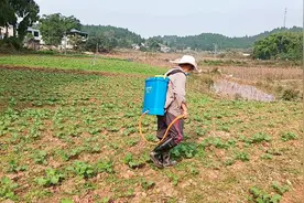 油菜苗完全成活后可打这两种农药，只需喷洒一次，能预防多种虫害视频封面