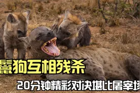 鬣狗互相残杀，20分钟精彩对决堪比屠宰场，输的竟然被吃了视频封面
