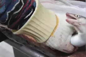 韩国大厨刀工真恐怖，鳗鱼刚想反咬一口，就被处理得干干净净视频封面