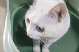 这可能是第一只进太空的猫！视频封面