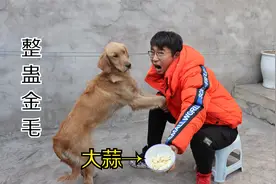小伙吃了一大碗大蒜，然后对着金毛的嘴哈气，会发生什么事情呢？