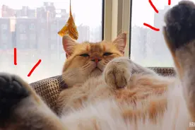 羞耻！猫咪奇葩睡姿被围观拍照视频封面