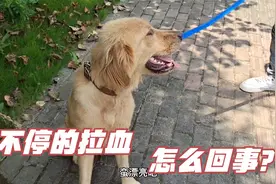 大金毛生病了，不停的拉血，带它到医院检查，结果要住院治疗。视频封面