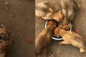 4只奶狗绕圈炫饭转成大风车，肚子肉眼可见迅速膨胀：这什么阵法视频封面