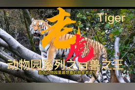 动物园系列之百兽之王，今天来看看小朋友又爱又怕的孟加拉虎视频封面