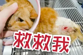 小流浪猫被狗咬伤，清创上药乖得让人心疼视频封面