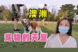 澳洲的宠物狗地位比人还高？实拍澳洲的宠物乐园，这场面真少见！视频封面