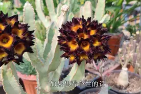 “臭气熏天”就是形容它，开花美却很难闻，一股“腐肉”味视频封面