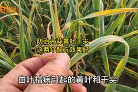 防治大蒜黄叶干尖，用这两个配方，很快就能控制视频封面