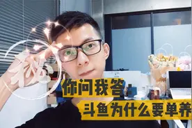 斗鱼只能养一条吗？同个鱼缸为啥不能养两条，那养一群斗鱼呢？视频封面