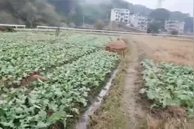 科学种油菜只开沟不翻田，播种14天后油菜发芽很好视频封面