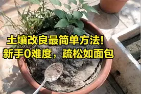 土壤改良最简单方法！新手0难度，疏松如面包视频封面
