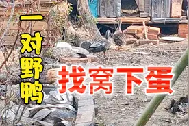 一对野鸭找地方下蛋，拍下全过程，鸭子下蛋太有趣了视频封面