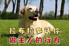 拉布拉多认你做主人的行为，看看你家有没有？视频封面