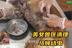 美女兽医帮狗狗清理马蝇幼虫，这次终于带手套了~视频封面