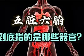 器官组成了人体的哪八大系统？7.1.21人体的器官视频封面