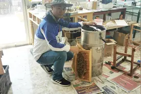 少伤幼虫少伤蜂，这样的快速摇蜜技术，你学过吗？视频封面