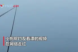 狗子成精了！帮钓友看漂 钓到鱼比人还兴奋视频封面