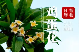 鸡蛋花：来自新大陆的邂逅，傣族佛教五树六花之一视频封面