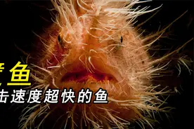 躄鱼：一种不会游泳的鱼，一种攻击速度比你眨眼还快的鱼视频封面