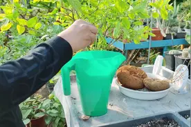 栀子花黄叶非常“常见”，一月一次“黑水”，叶片才能四季油绿视频封面