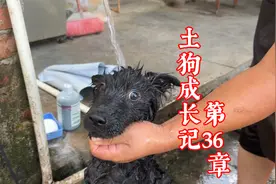 咬人的狗能洗澡吗？看美容师全程怎么控狗，看到了就是学到了视频封面